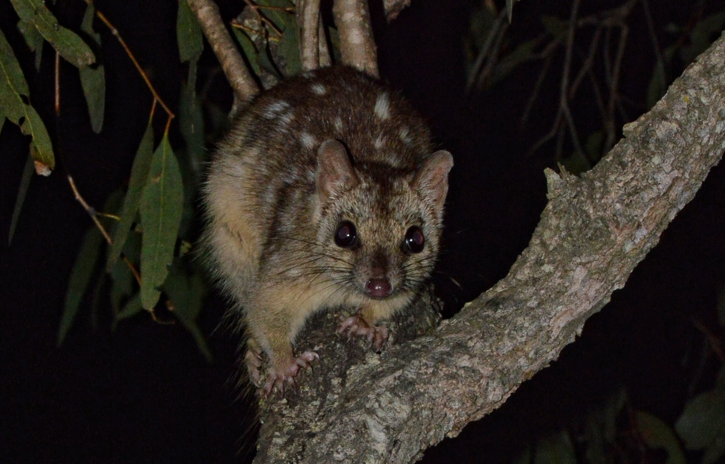 Estos marsupiales no duermen por tener sexo y eso los puede poner en riesgo