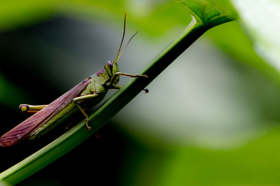 !Somos Pacífico! la biodiversidad de una tierra en imágenes