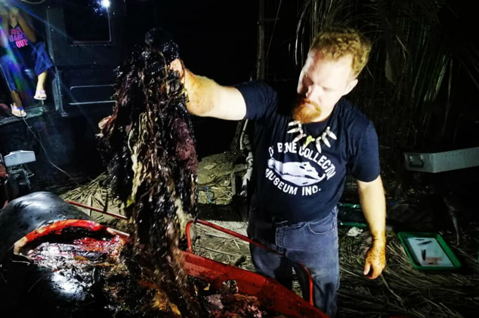 Encuentran 40 kilos de plástico dentro de una ballena muerta en Filipinas