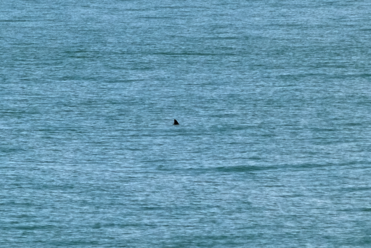 vaquitas marinas, especie en peligro de extinción