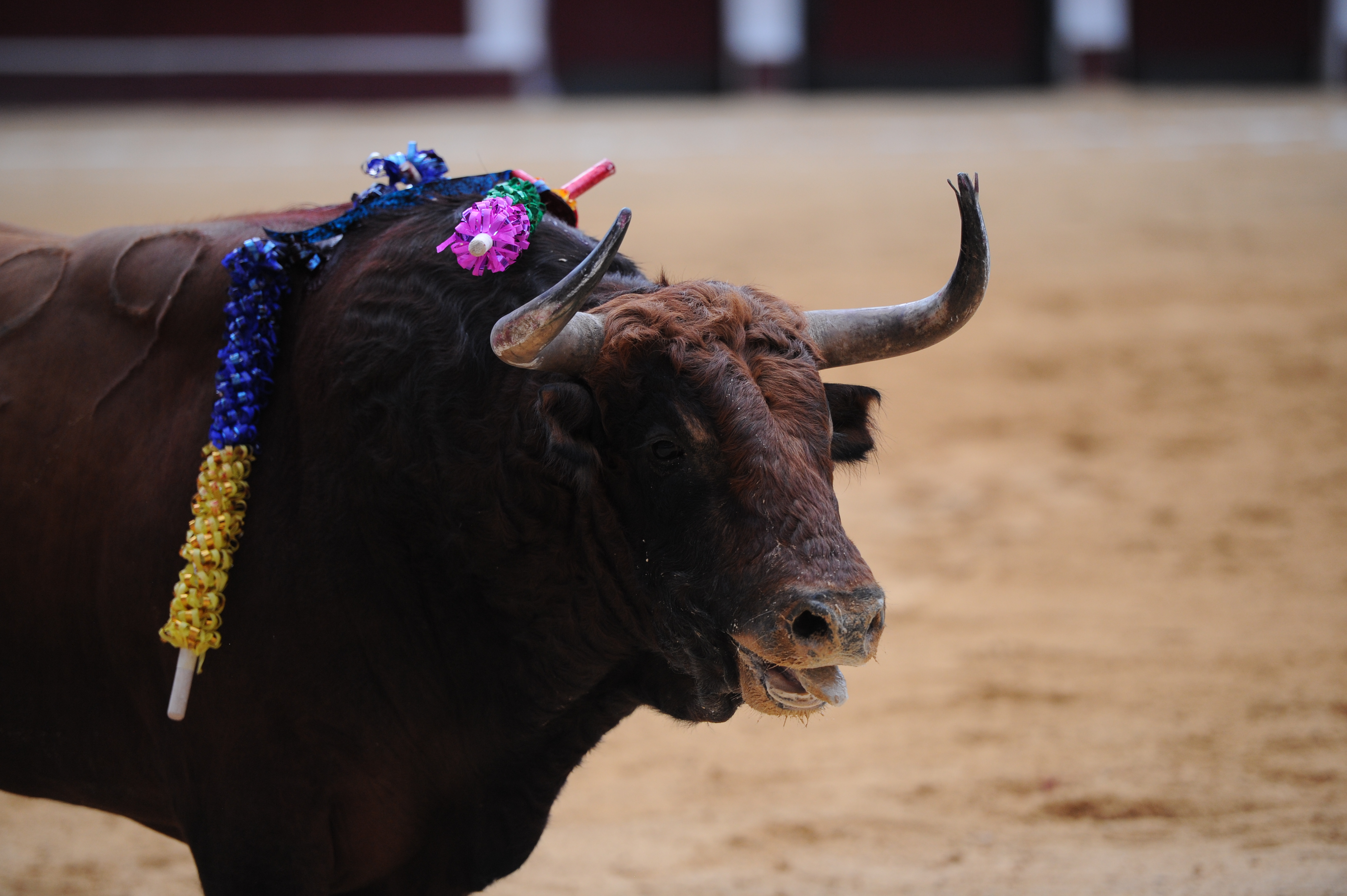 ¿El fin de las corridas de toros?: un debate que avanza en Colombia | Pódcast