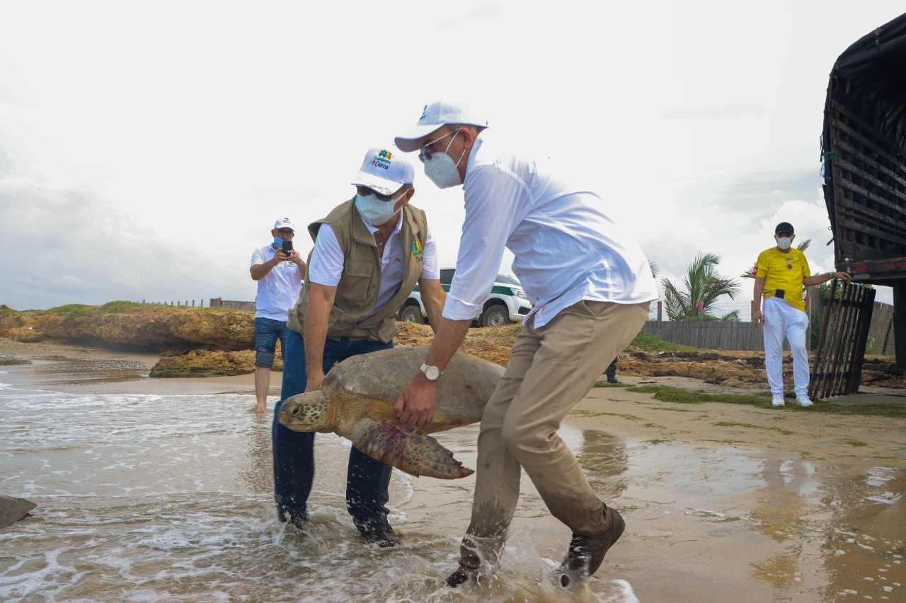 Liberan 31 tortugas marinas que fueron incautadas en La Guajira