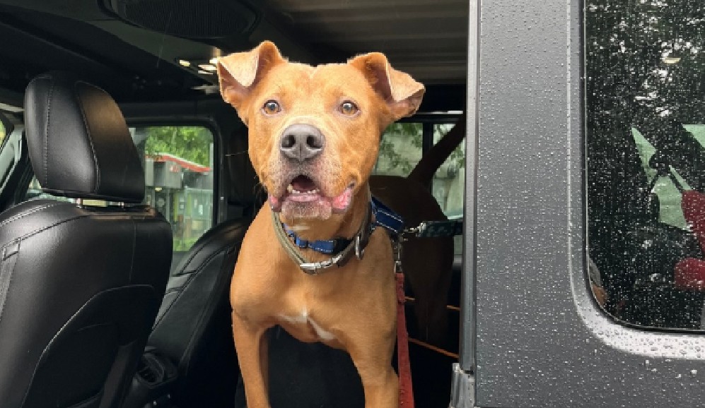 Rescatan a Superman, perro que perdió a su dueño durante las inundaciones en Texas