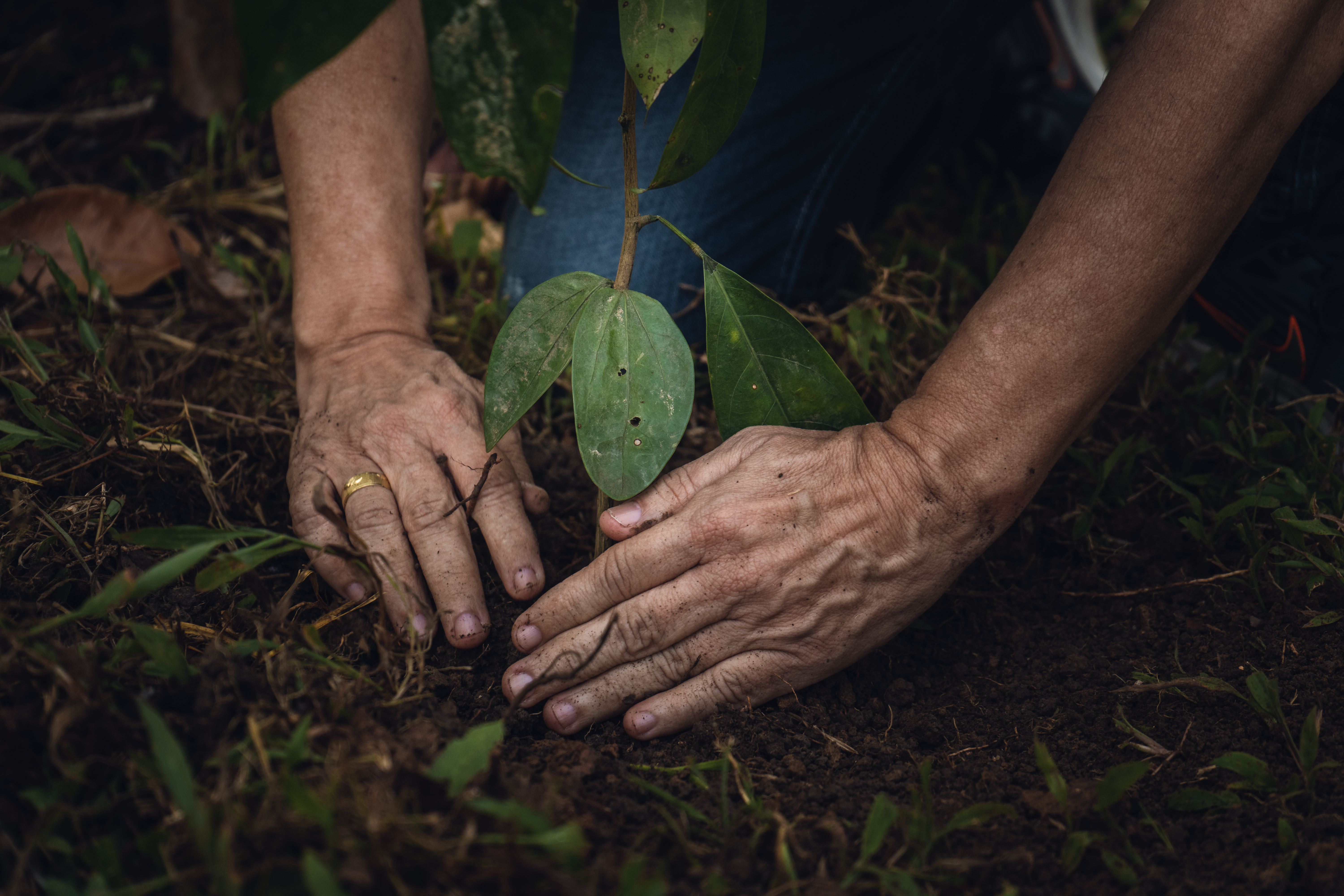 Productos libres de deforestación: lo que ponemos en el carrito de mercado también cuenta