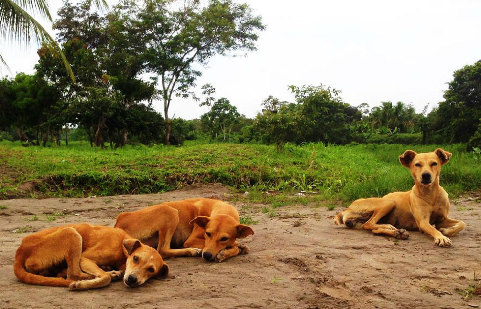 Leticia crece y con ella, su población de animales callejeros