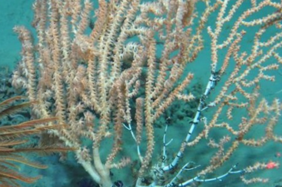 El 90 % de los cañones submarinos del mundo están amenazados