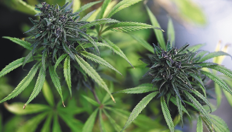 Industria del cannabis medicinal podría generar 27 mil empleos en Colombia
