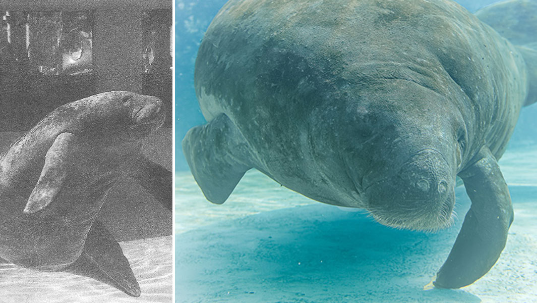 Este sería el manatí más viejo de la historia. Vive en un parque marino de Florida