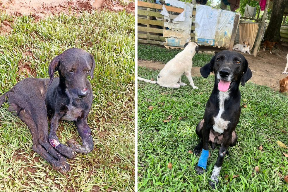 El antes y después de este perrito que fue rescatado por Andrea en el Guaviare. Tenía heridas con machete en una de sus patas.