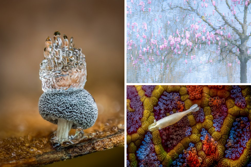 Close-Up Photographer of the Year 2023: las increíbles fotos del mundo en miniatura