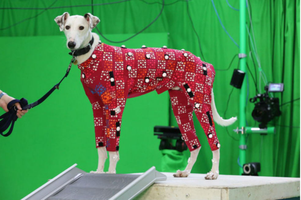 Perros en busca de hogar se convierten en modelos de películas de animación