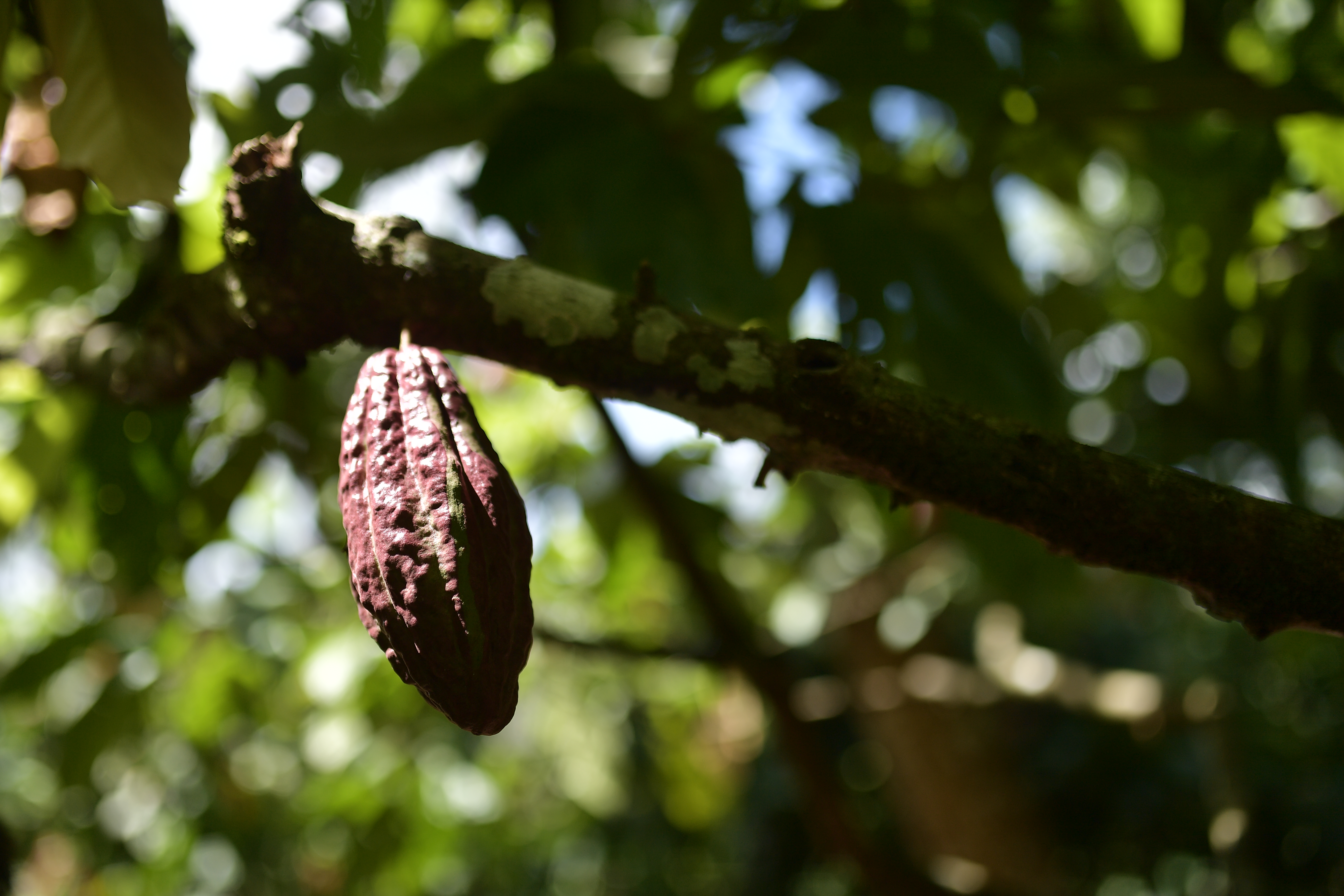 Fabricación y procesamiento del Cacao en El Troncal Arauca