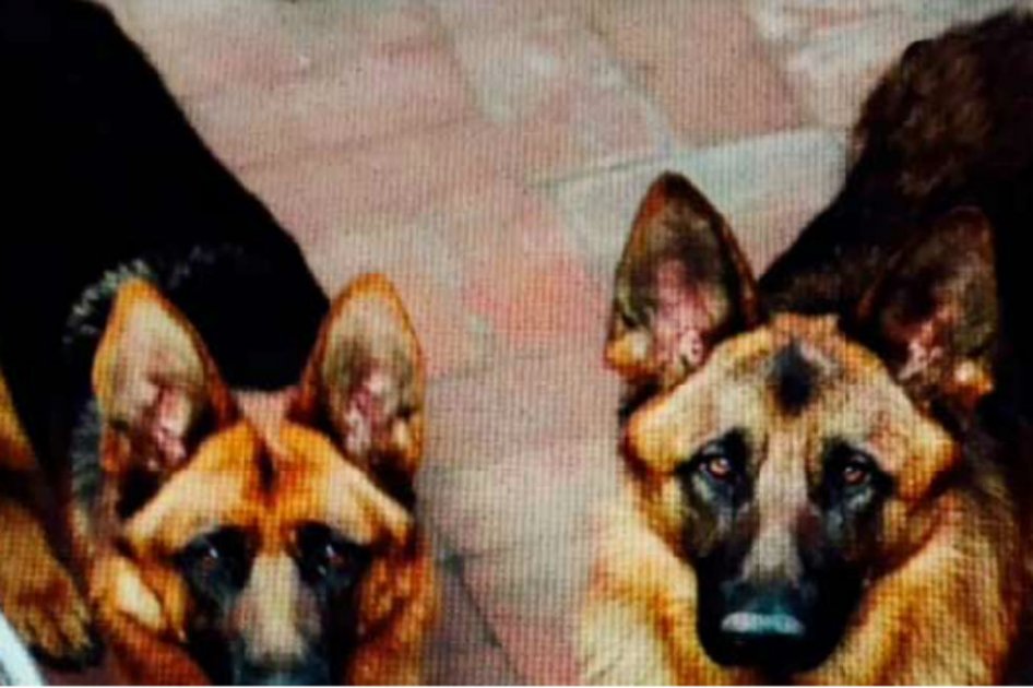 Denuncian robo de perros en el norte de Bogotá