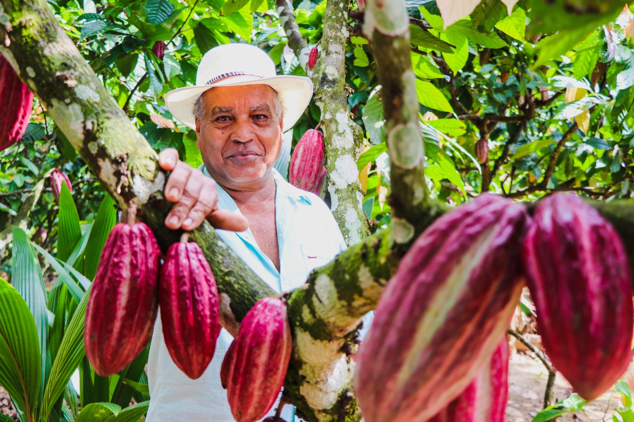 Cacao grano de oro, con sabor y aroma a paz
