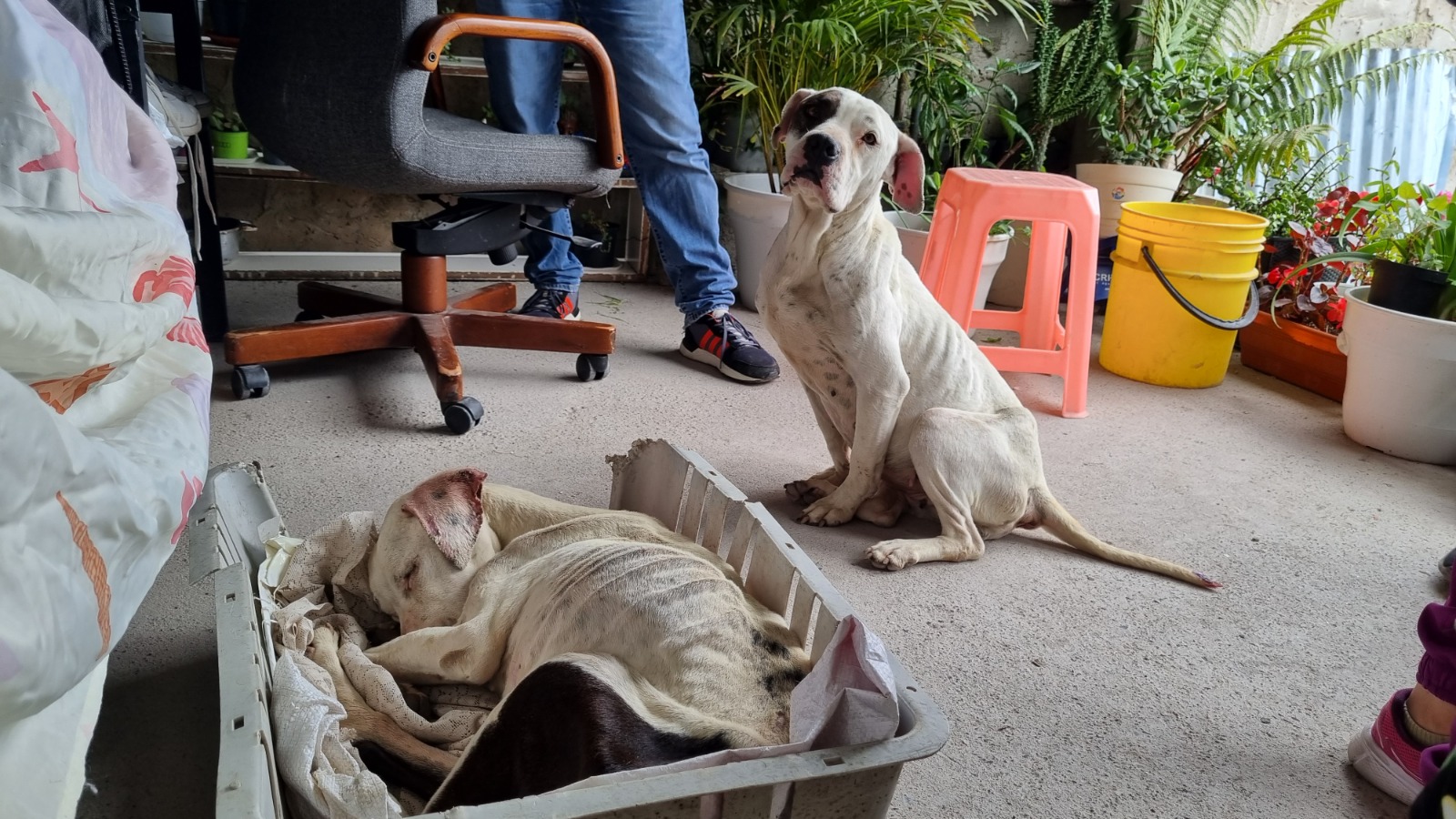 Bogotá contará con un espacio jurídico exclusivo para proteger a los animales
