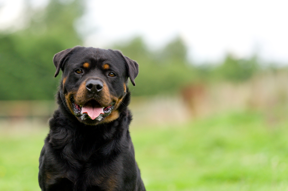 ¿Tiene un perro de manejo especial? Así puede cumplir su deber de registrarlo en Bogotá