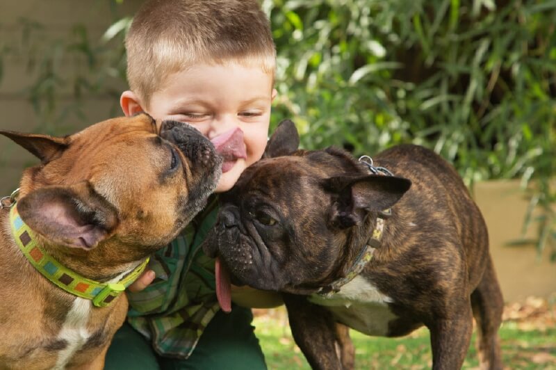 Las bacterias que tienen las mascotas, tanto las que tienen pedigree como las criollas, son las mismas.  / Getty Images