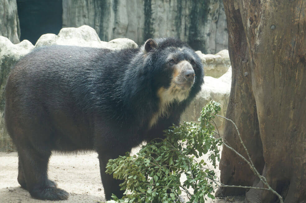 El oso «Chucho» agita el debate por los derechos de los animales en la Corte Constitucional