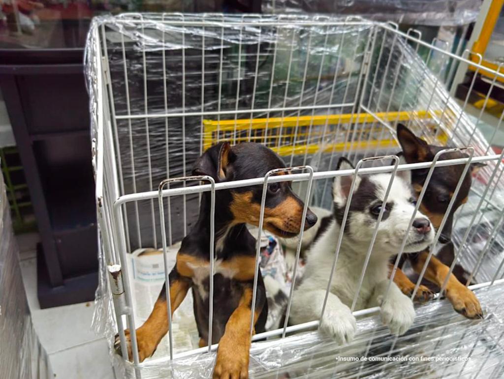 Sellaron e impusieron comparendos a locales que vendían mascotas en el Restrepo