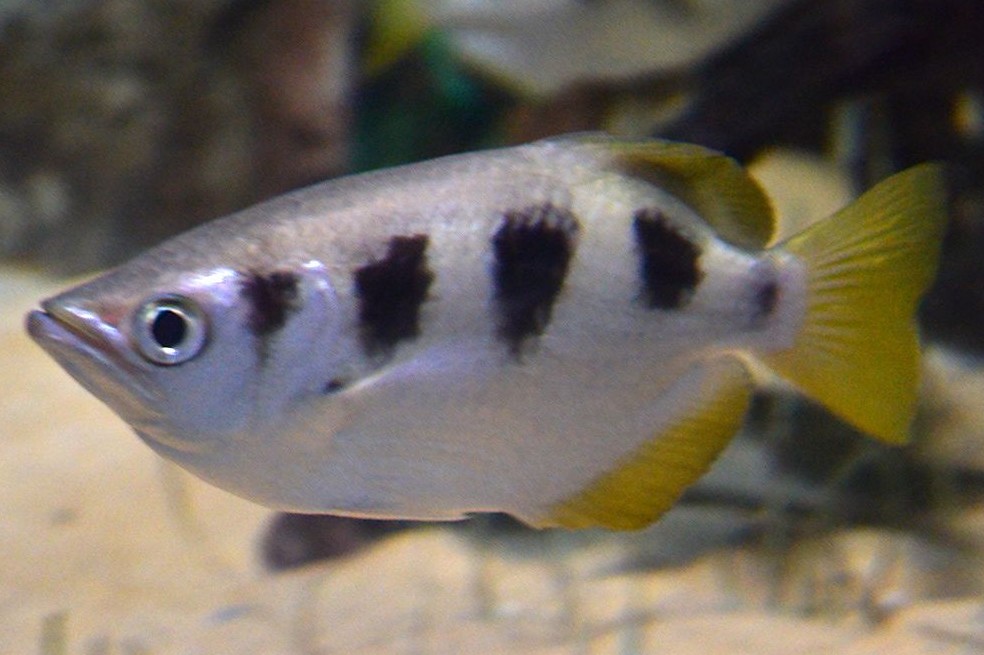 Así como los humanos, los peces arquero pueden contar