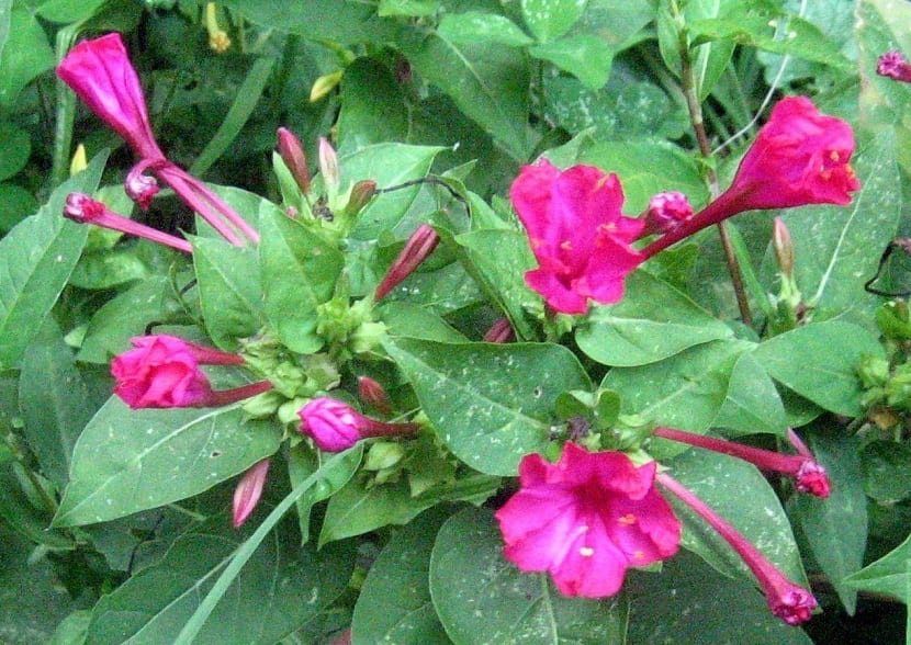 Originaria de América tropical, esta flor presenta características únicas como sus vibrantes colores que pueden variar entre el rojo, rosa, amarillo y blanco, a menudo en la misma planta