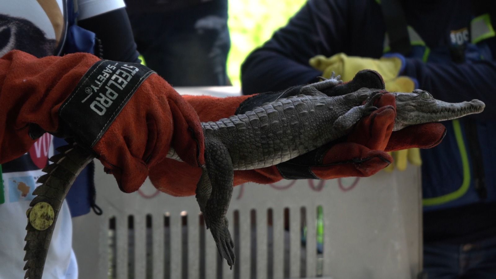 Corpamag libera a más de 190 animales en los caños Guayacanes y Márquez