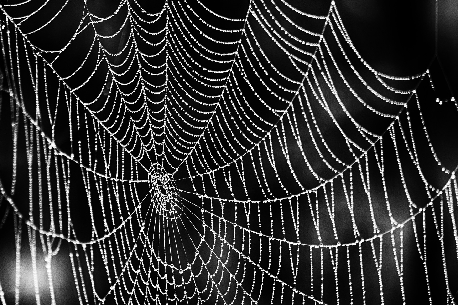 Ya hay 50.000 especies de arañas descritas por la ciencia (podrían ser 50.000 más)