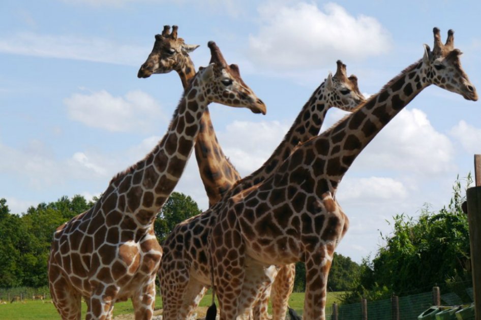 A un paso de descubrir por qué las jirafas tienen su cuello tan largo