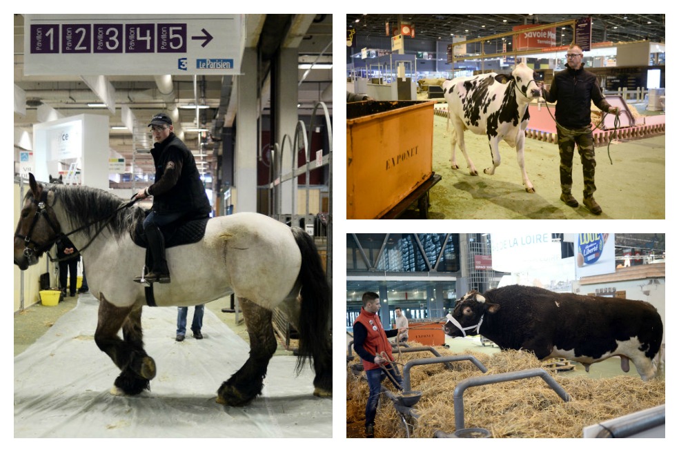 Animales de ‘pasarela’ en la feria anual de la Agricultura en París