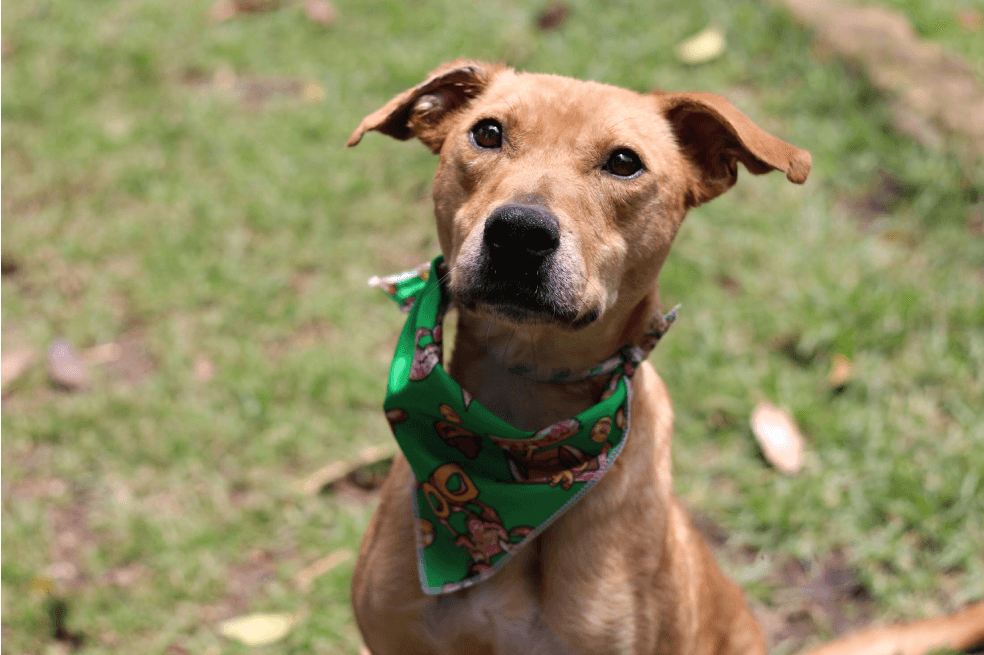 Adopciones virtuales, una de las actividades de la semana del bienestar animal en Bogotá