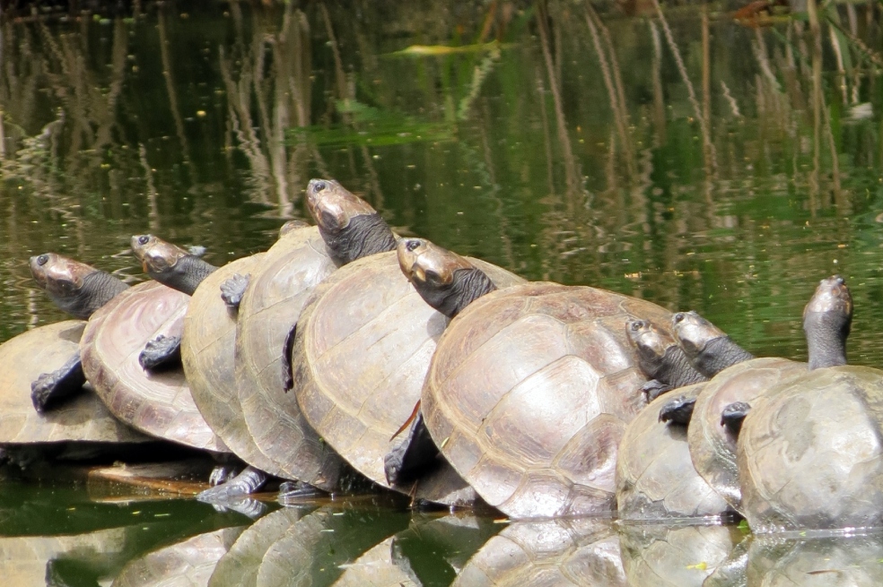 Ahora sabemos dónde anida la tortuga más grande del mundo, ¿por qué es clave?
