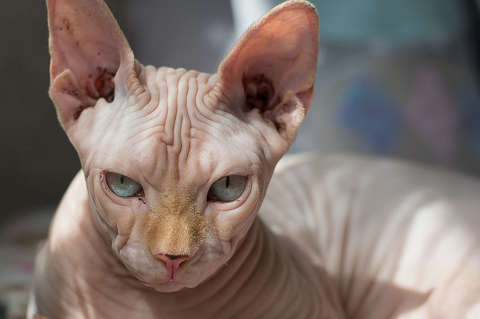 Crean cuestionario para saber si tu gato es un psicópata ¿Ya lo identificaste?