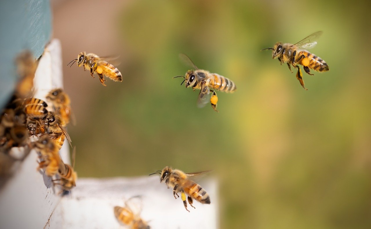 Trabajador murió tras ser atacado por más de 200 abejas en el sur de Medellín
