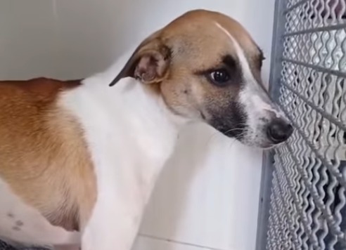 “Se orina con solo tocarlo”: así devuelven a Cachaco tras dos meses de adopción