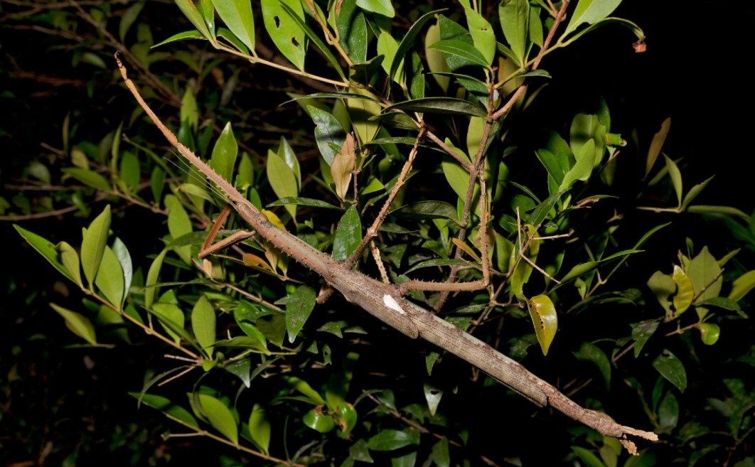Descubren en Australia una especie de insecto palo que rompe récords de peso