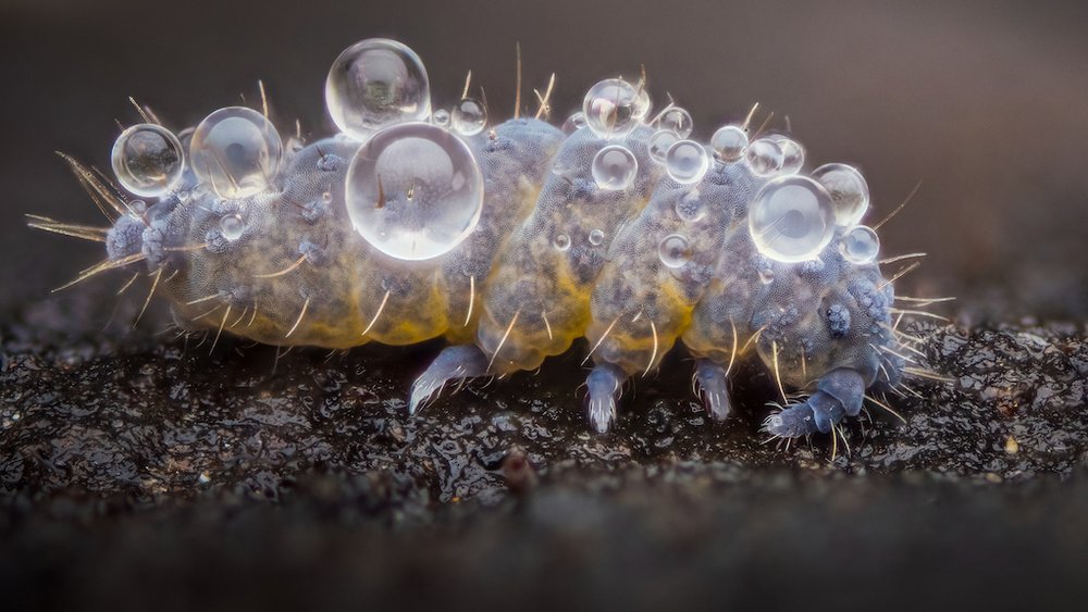 Colémbolo de musgo. (Finalista). "Mientras buscaba objetos macro en madera muerta en invierno, me encontré con este colémbolo (Neanura muscorum) cubierto de gotas de rocío. Normalmente, esta especie es bastante activa, lo que hace que el enfoque sea casi imposible, pero este individuo permaneció bastante quieto, lo que me dio la oportunidad de obtener un enfoque de gran aumento. Utilicé Zerene Stacker para combinar los fotogramas y afiné la imagen final con Topaz DeNoise AI".
