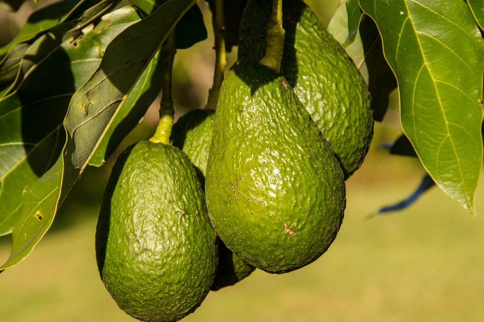 ¿Tratar el cáncer con cáscaras de semilla de aguacate?