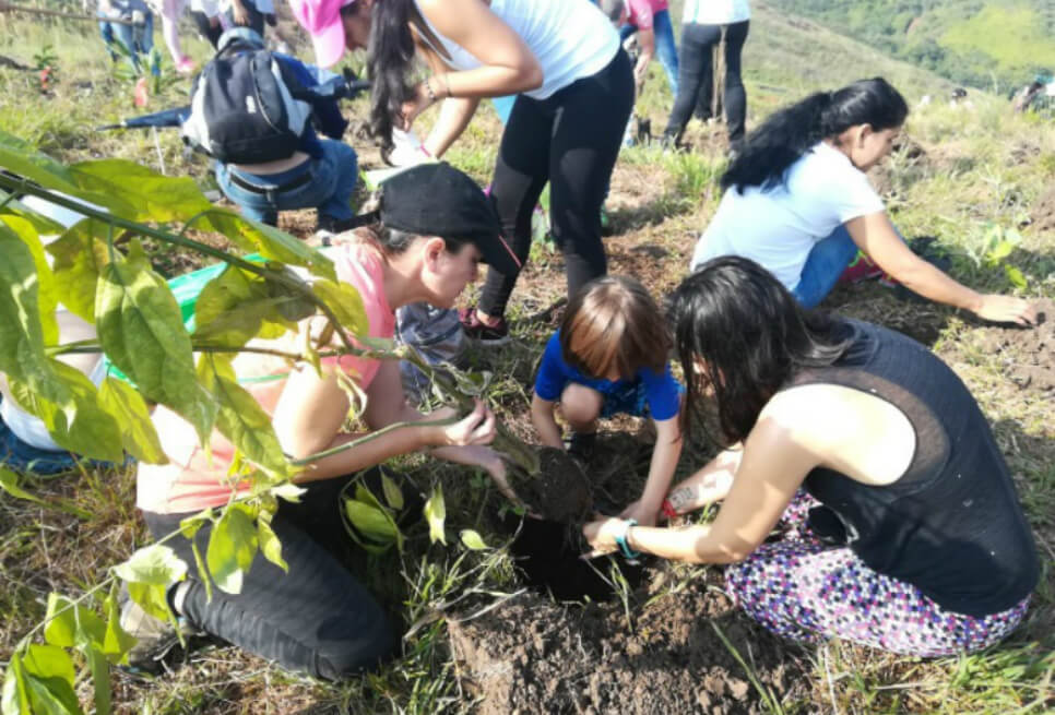 Caleños siembran 3.000 árboles en el cerro de Cristo Rey