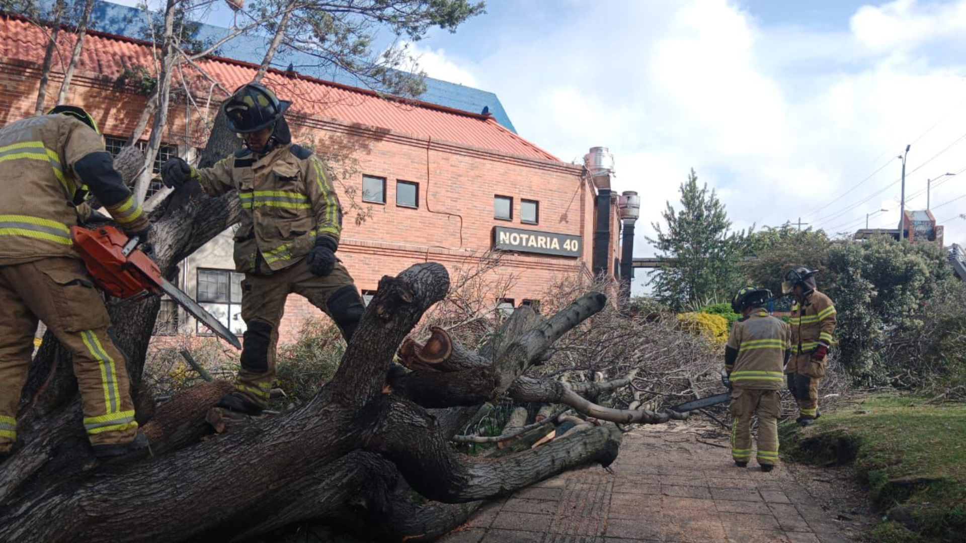 Gigantesco árbol cayó al norte de Bogotá: tres personas resultaron heridas