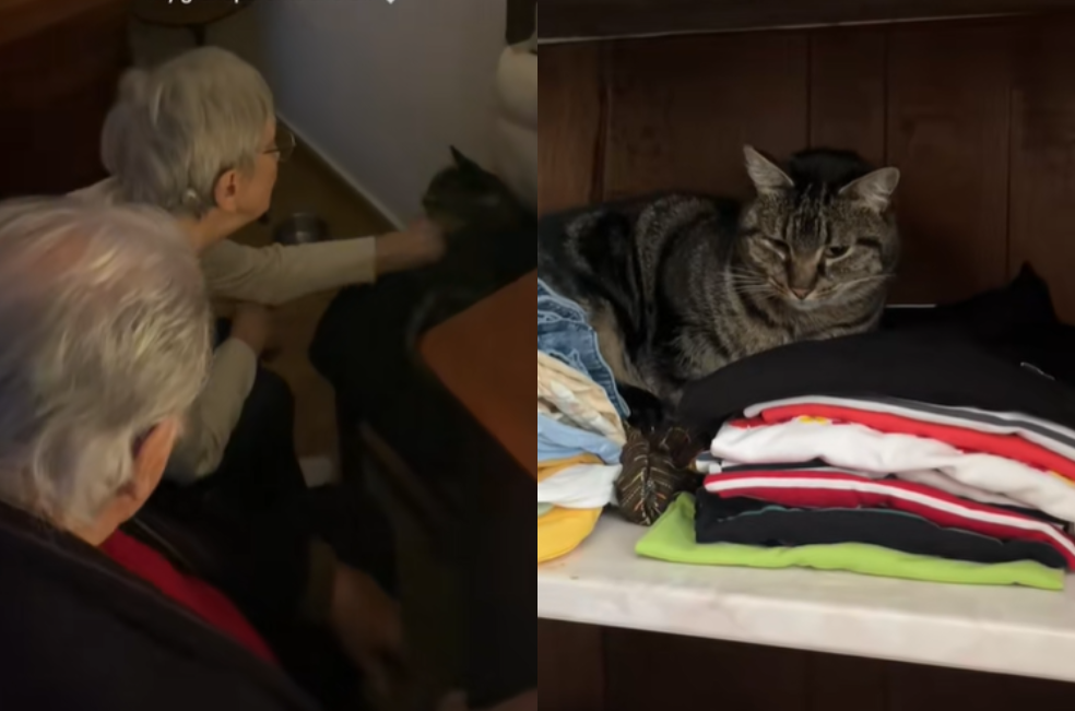 (Video) Ancianos pierden a su gato de 20 años y algo inesperado cambia sus vidas