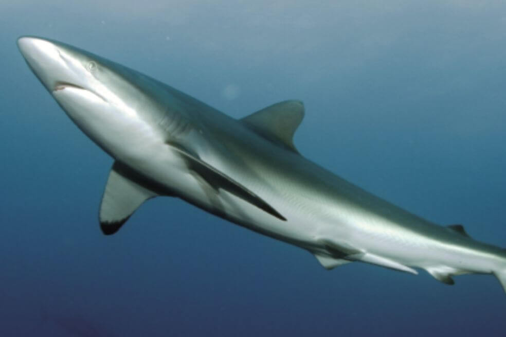 Tiburo?n sedoso (Carcharhinus falciformis) es la especie de tiburo?n ma?s capturada en el Pacífico Tropical Oriental a trave?s de la pesca de palangre, método de la pesca artesanal en la que se lanza al mar una línea con varios miles de anzuelos.  / MarViva