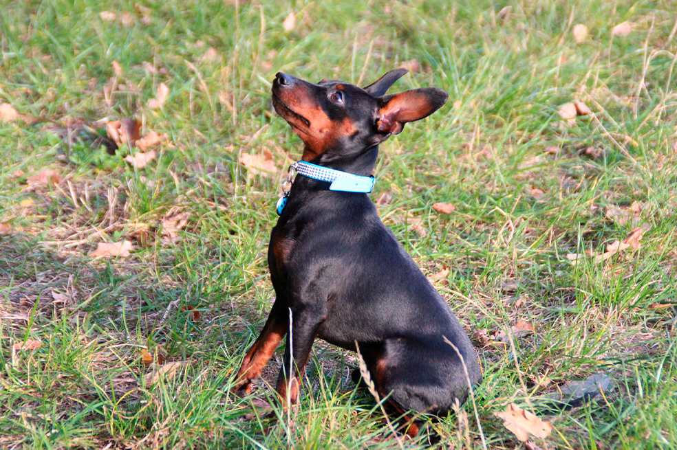 Pinscher miniatura: curiosidades y cuidados de esta raza de perros