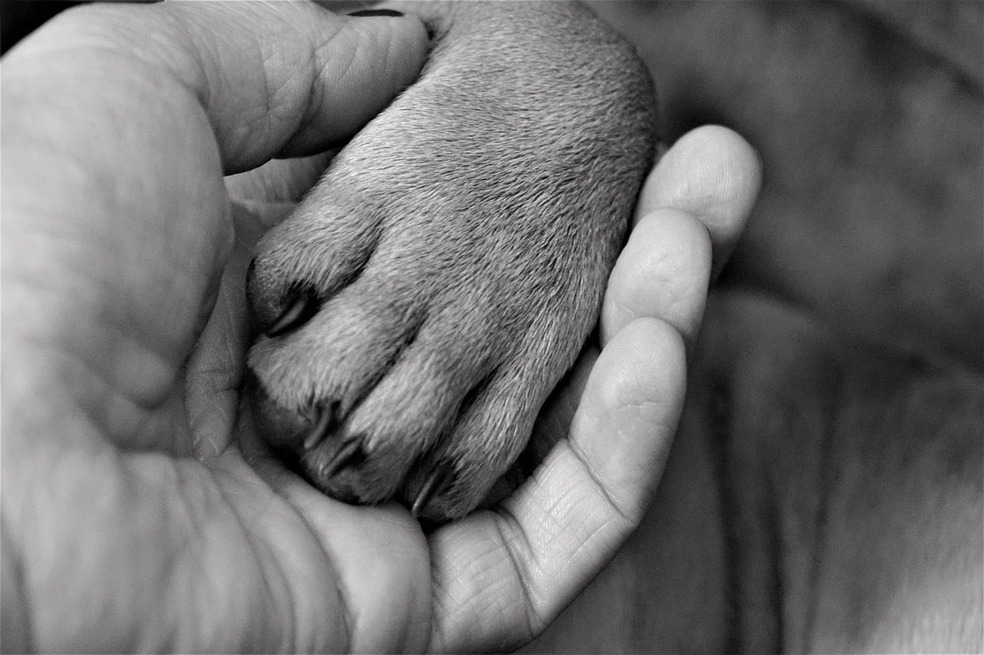 Animales de apoyo emocional: entre la ayuda legítima y el uso indebido