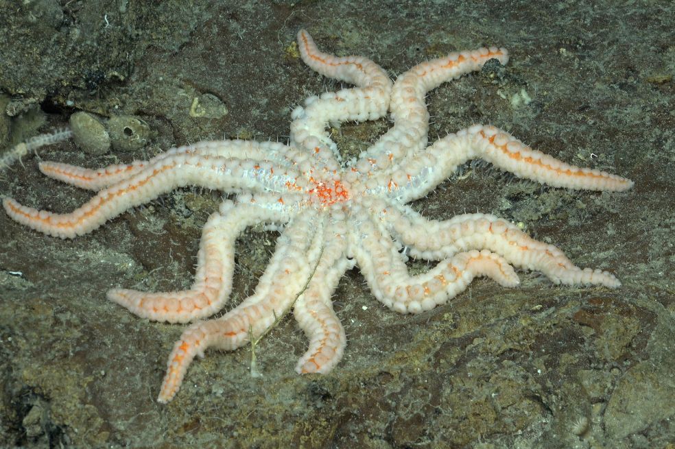 En la expedición, los investigadores examinaron de cerca 10 montes submarinos y dos islas en la cordillera oceánica de 2900 kilómetros de largo.