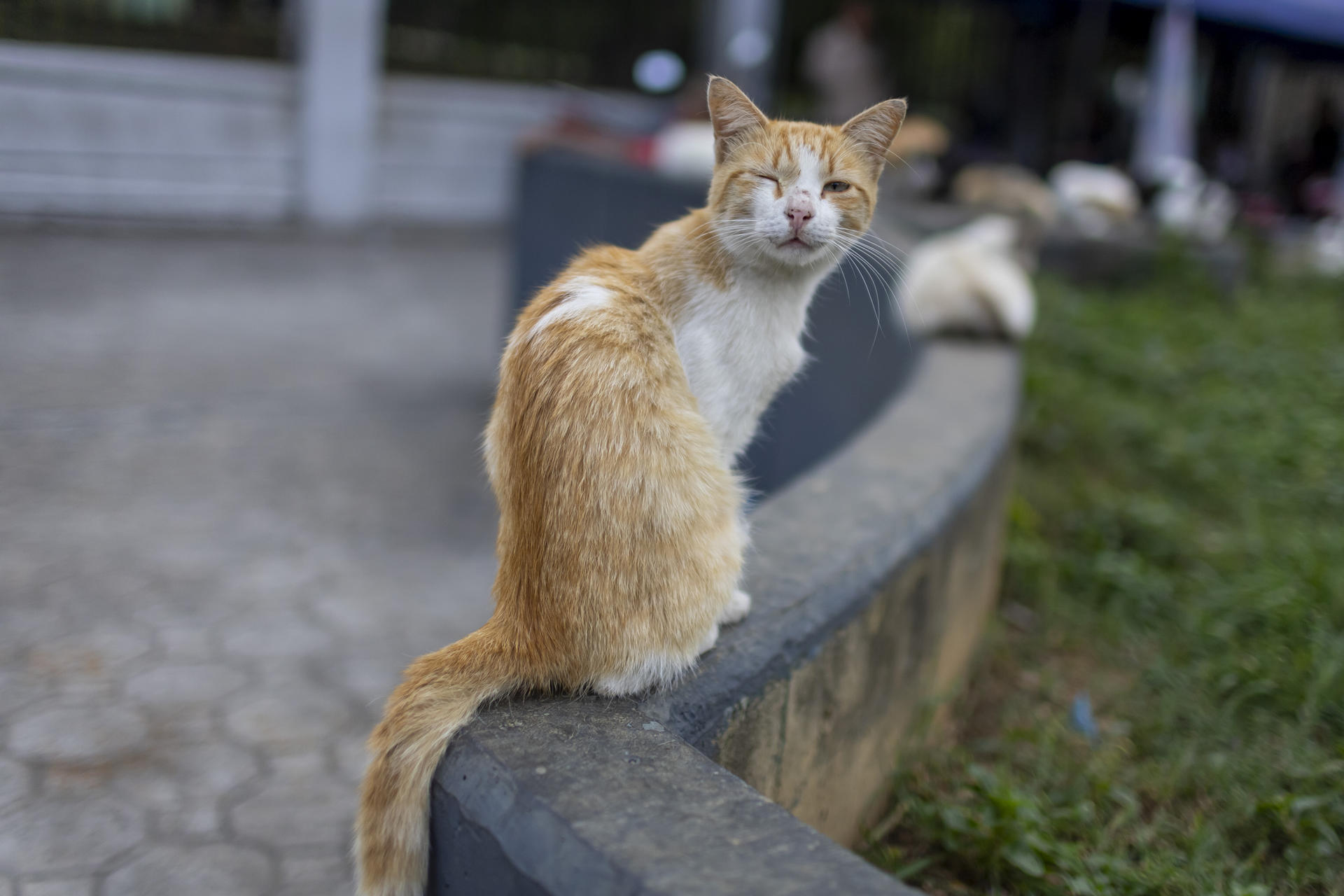 ¿Cuáles son los riesgos de dejar salir a su gato a la calle? Esto dicen los expertos