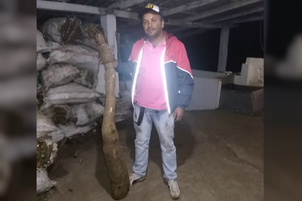 El «ébola de la yuca» amenaza la seguridad alimentaria de África del Oeste