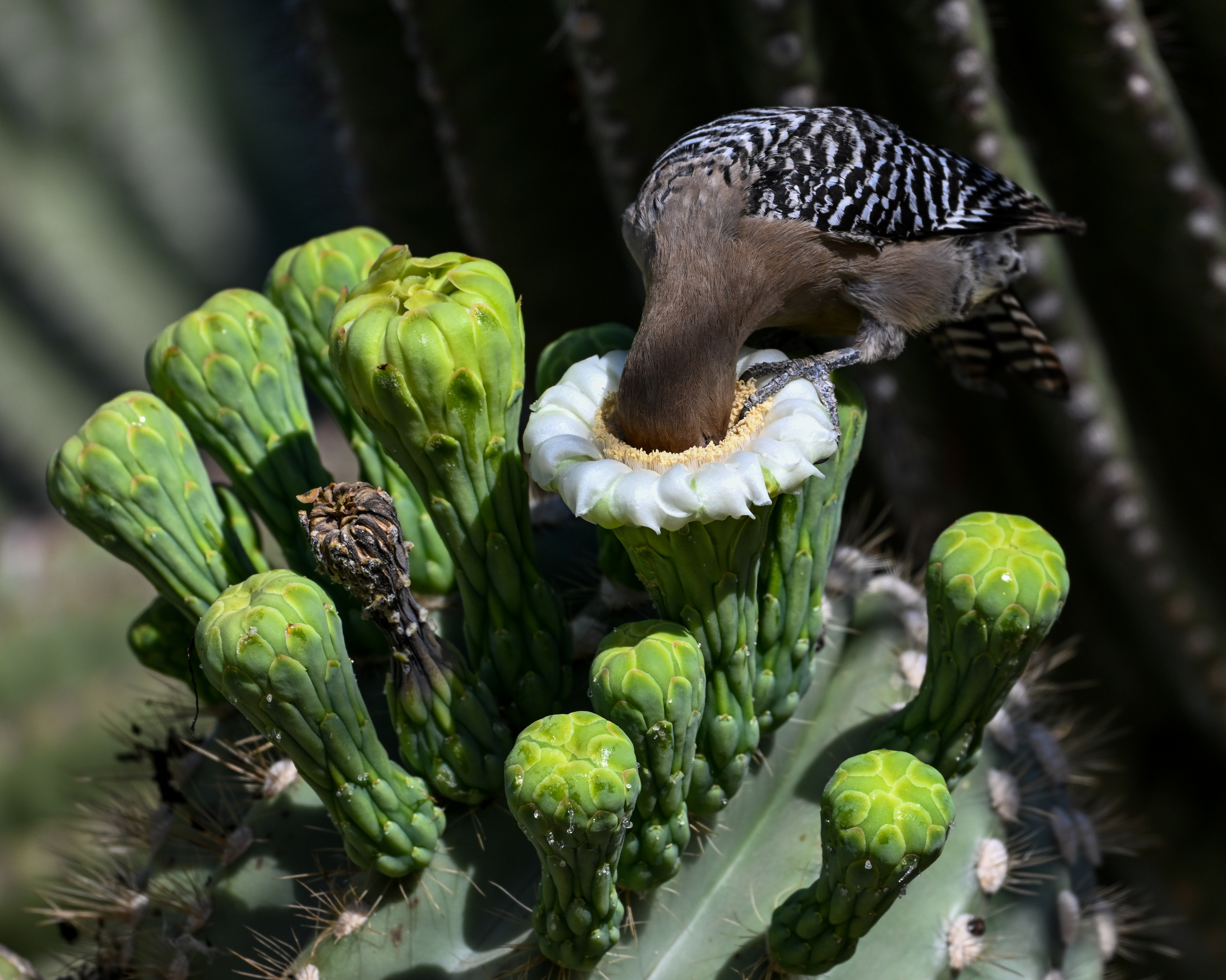 Carpintero de Gila (Melanerpes uropygialis) en Tucson, Arizona, Estados Unidos.