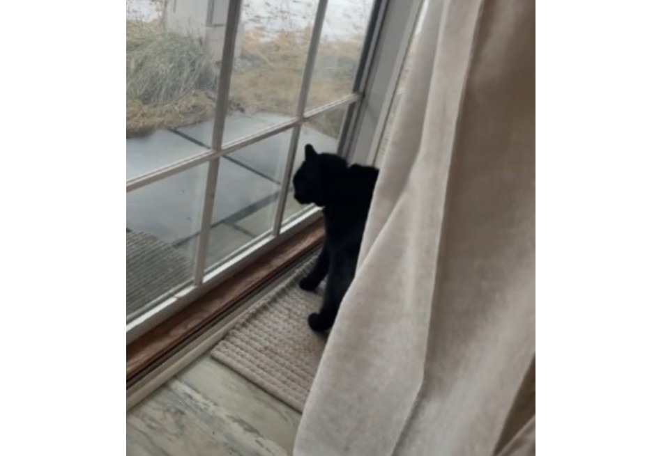 Gata maullando frente a la ventana revela una sorpresa inesperada (video)