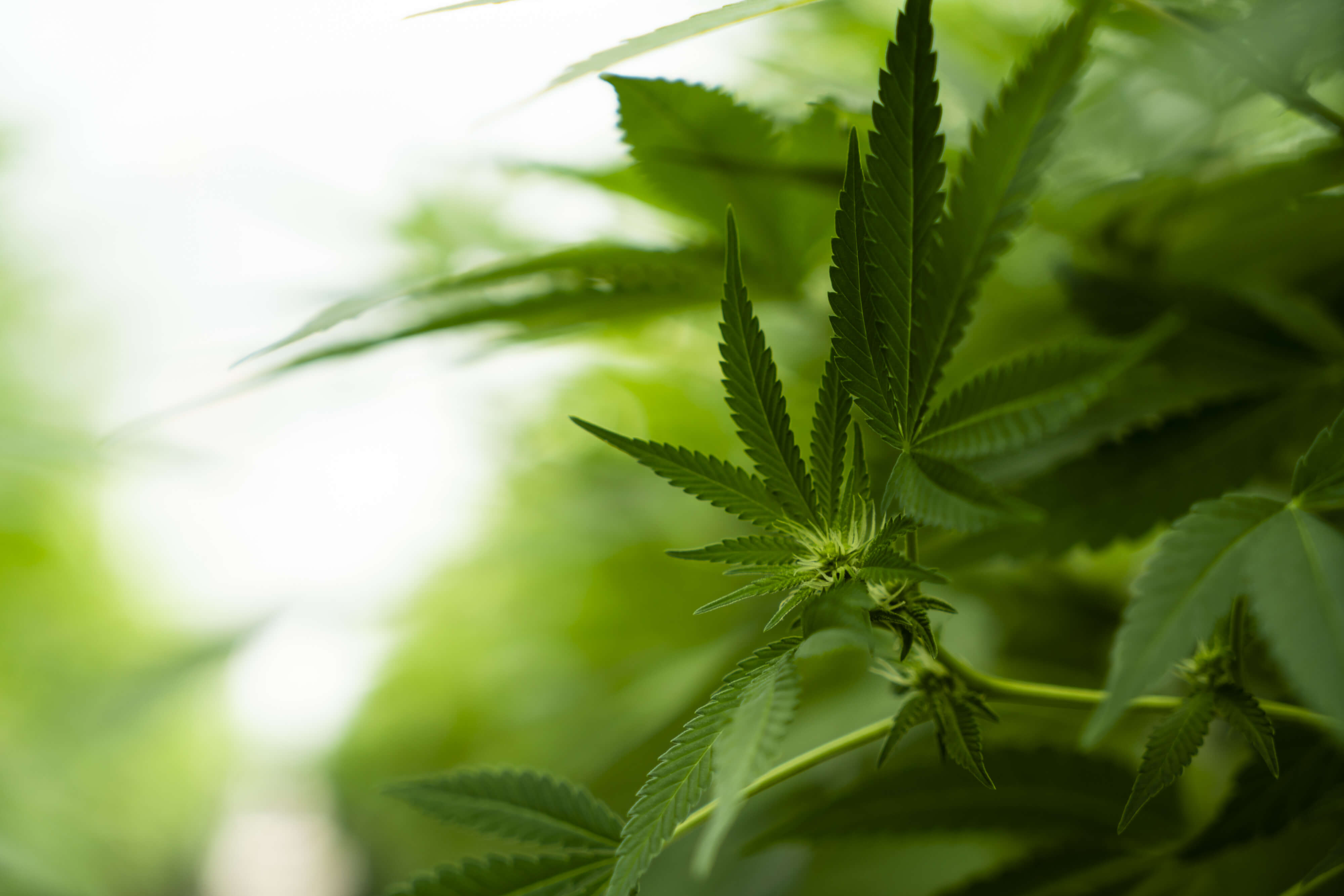 Wall Street espera votación sobre cannabis en Congreso de EE.UU.