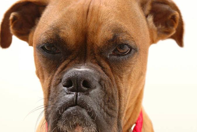 Cosas que enojan a su perro y que usted, quizás, no sabía